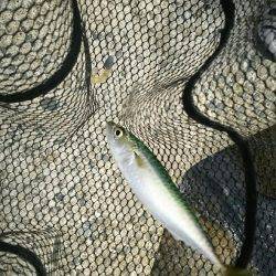 りんくうアジ調査