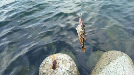 ジグサビキに挑戦