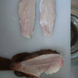 昼間にアコウを釣りました。