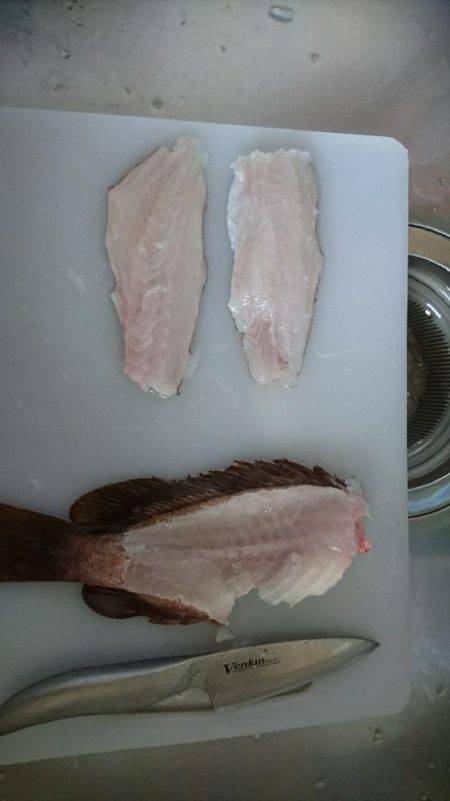 昼間にアコウを釣りました。