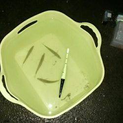 アオリ泳がせ用の餌釣り(アジ＆子サバ)