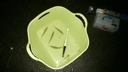 アオリ泳がせ用の餌釣り(アジ＆子サバ)