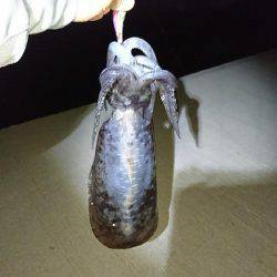 おこぼれアオリイカ狩り