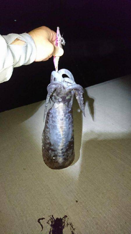 おこぼれアオリイカ狩り