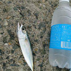 久しぶりの釣行