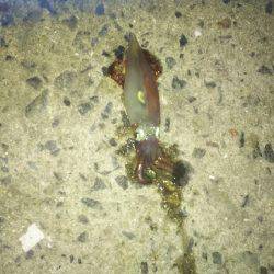 ケンサキイカ、シーズンインしました！