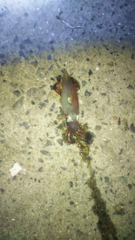 ケンサキイカ、シーズンインしました！