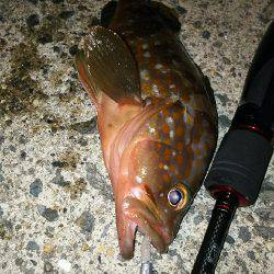 シブシブシブーい