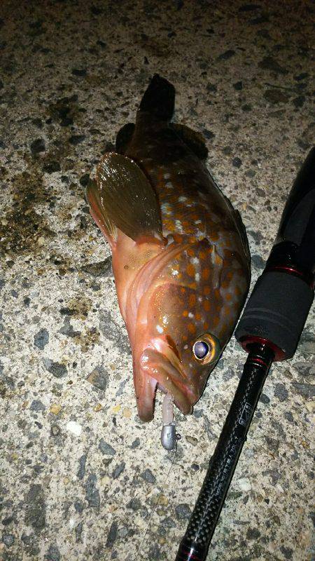 シブシブシブーい