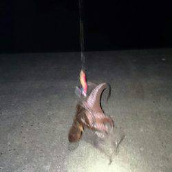 良いサイズが釣れ始めました。