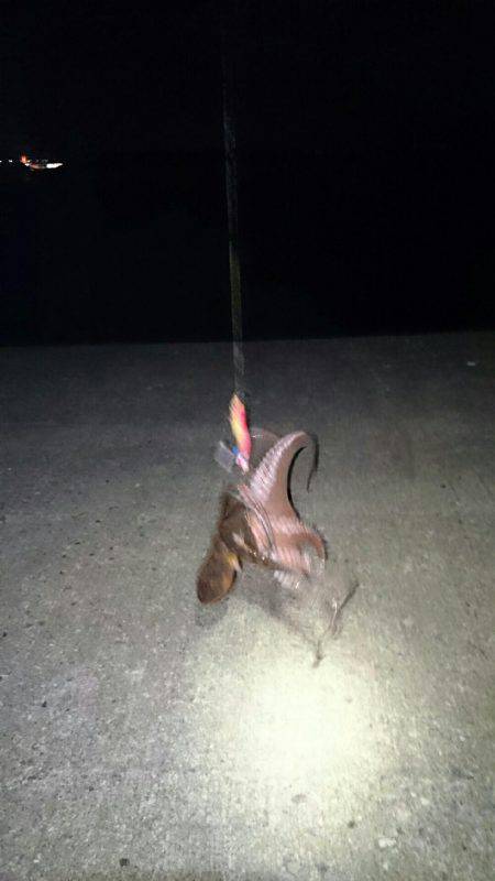 良いサイズが釣れ始めました。