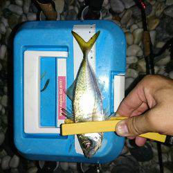 豆アジが少し大きくなってます。