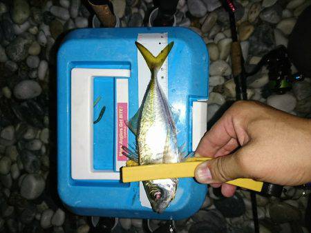 豆アジが少し大きくなってます。