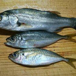 夕まずめのアジング