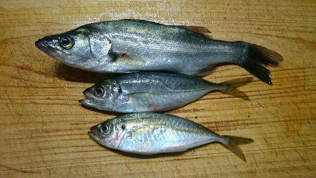 夕まずめのアジング