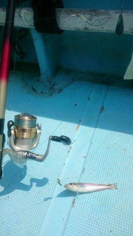 はやし渡船 キス釣り