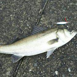 シーバス・タコ！