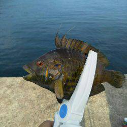 海水浴の前に釣り
