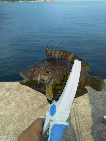 海水浴の前に釣り
