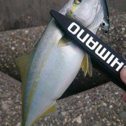 色々サンデーフィッシング