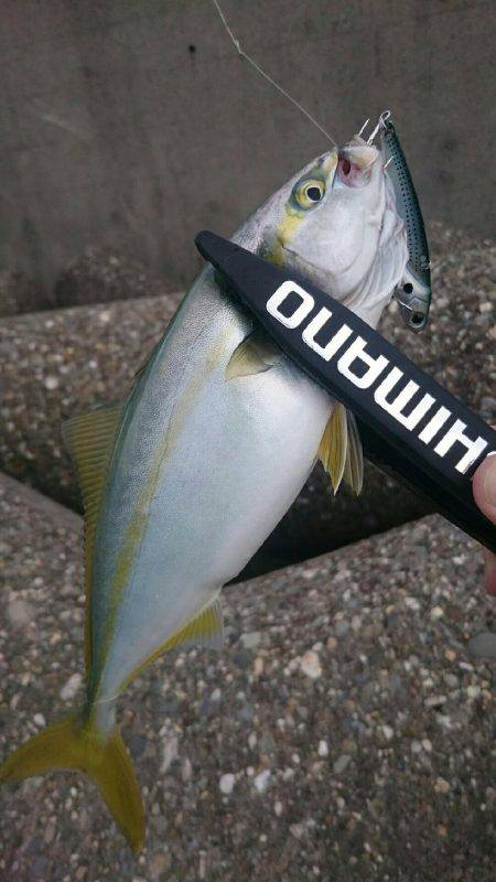 色々サンデーフィッシング