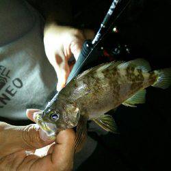 友人達とラスト？メバリング