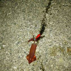 ガシラ遊びとプチケンサキ