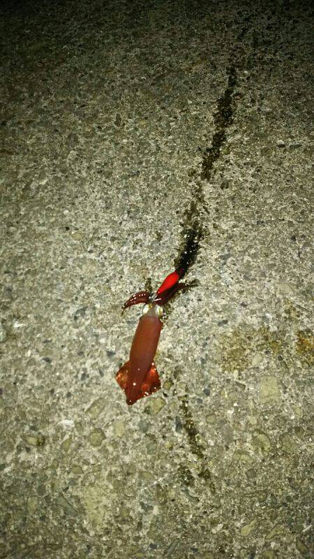 ガシラ遊びとプチケンサキ