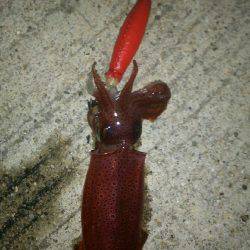 神明夏の風物詩開幕ですよ~♪