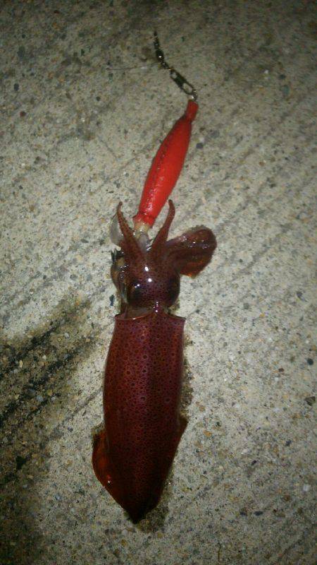 神明夏の風物詩開幕ですよ~♪