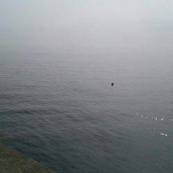 久々のキス釣り