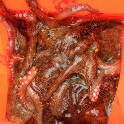 灼熱のデイオクトパッシング