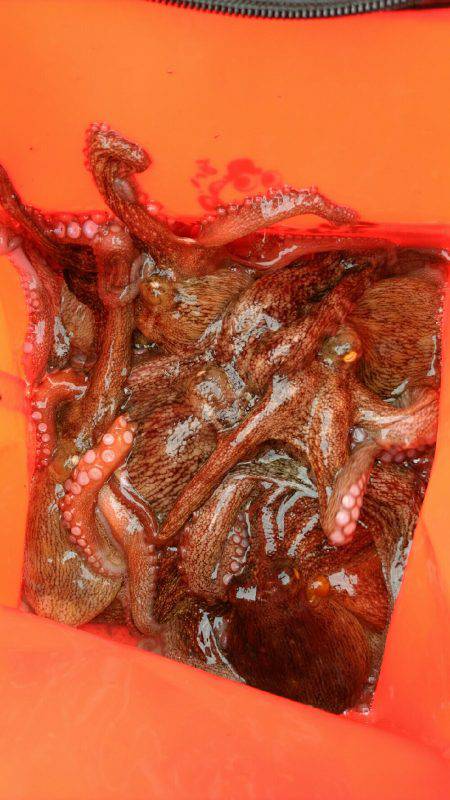 灼熱のデイオクトパッシング