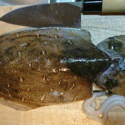 ケンサキ狙いでコウイカ(^^)