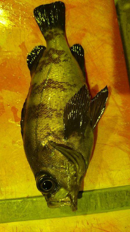 ライトゲームでめばる