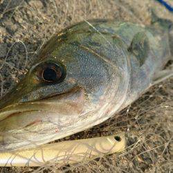 シャローのシーバスゲーム