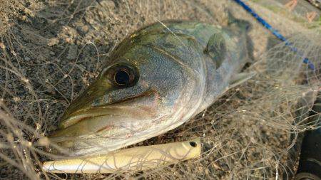 シャローのシーバスゲーム