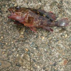 チビッ子ばかり。