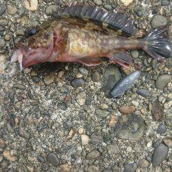 大きいの探して。