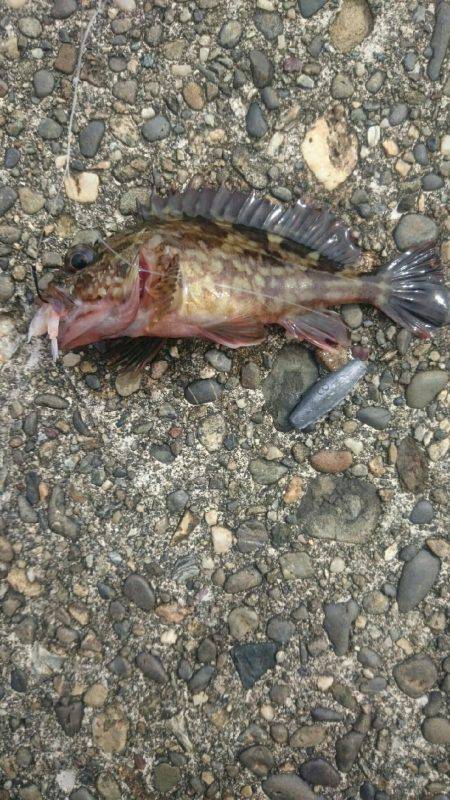 大きいの探して。