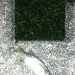 チーバスがいっぱい。