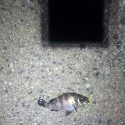 アジを探して。