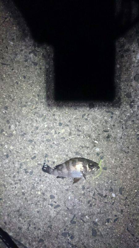 アジを探して。