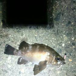 何を釣ろうか。