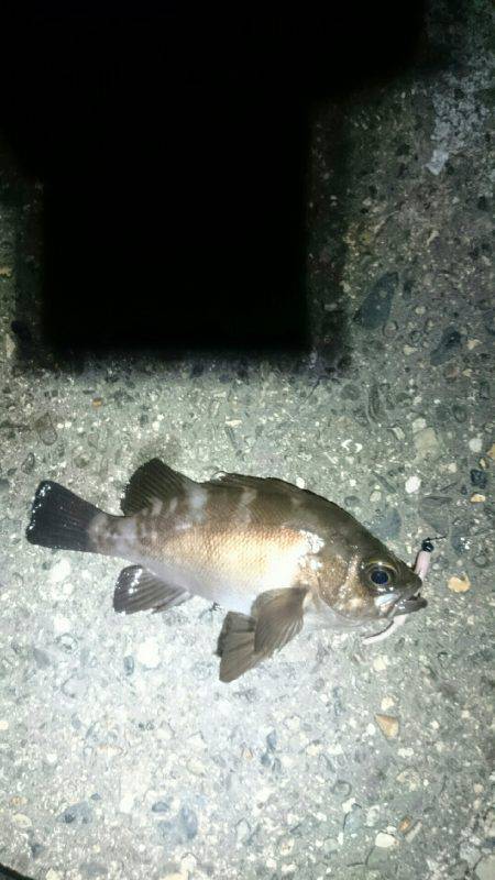 何を釣ろうか。