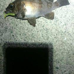 今日はどっち？