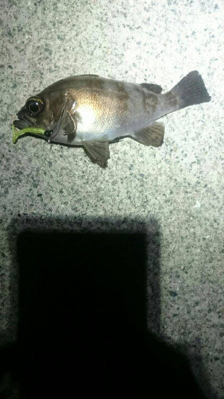 今日はどっち？