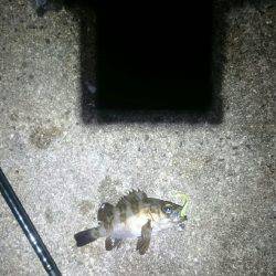 まだまだアジは小さいようです