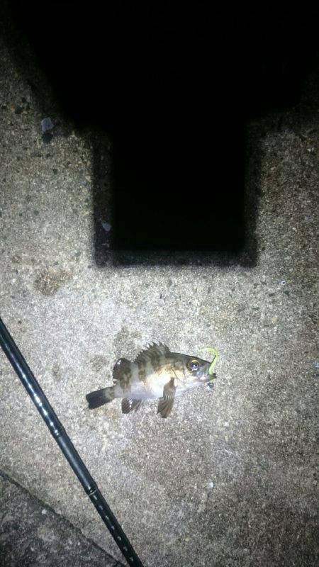 まだまだアジは小さいようです