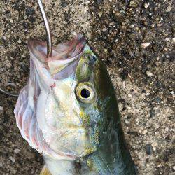 ツバス低活性？時合い不明確…